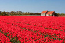 Поля  тюльпанов в Голландии – незабываемое зрелище
