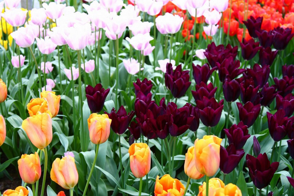 Прекрасное время города - сезон цветения тюльпанов в Голландии